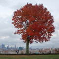 Peak Leaf Season: How it Affects Availability for Leaf Removal Services