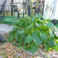 Specialized Equipment for Efficient Leaf Removal