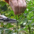 Trimming Trees and Shrubs to Prevent Excess Leaves