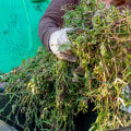 Proper Disposal of Leaves: Protecting the Environment and Your Wallet
