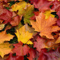 The Ultimate Guide to Disposing of Fall Leaves