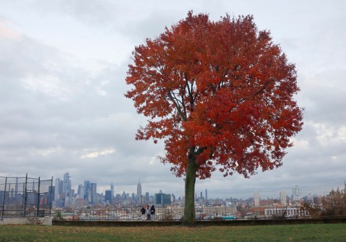 Peak Leaf Season: How it Affects Availability for Leaf Removal Services