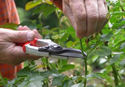 Trimming Trees and Shrubs to Prevent Excess Leaves